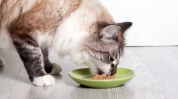 娱乐吃瓜酱小猫咪,揭秘娱乐圈那些不为人知的幕后故事