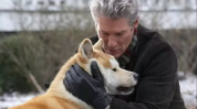 忠犬八公的故事下载,风雨相伴，永恒的忠诚守候